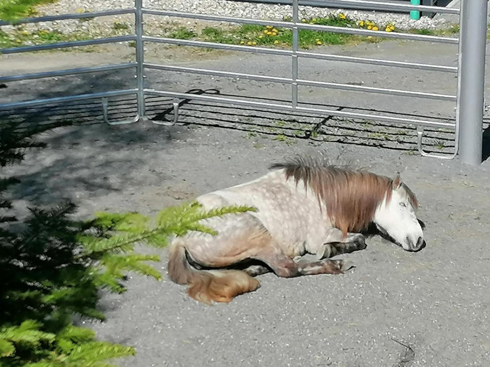 Вилла Wild Life Ranch Schofweg Экстерьер фото
